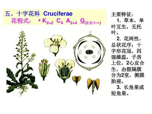 被子植物代表植物(二)五,十字花科 cruciferae 花程式: *k2 2 c4 a2 4