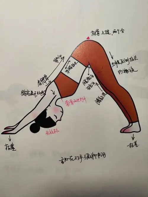 瑜伽基础动作1下犬式最常用动作