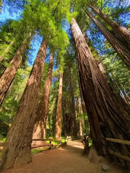 红杉国家公园里,生长着众多树高接近百米,树龄超过500岁的北美红杉树