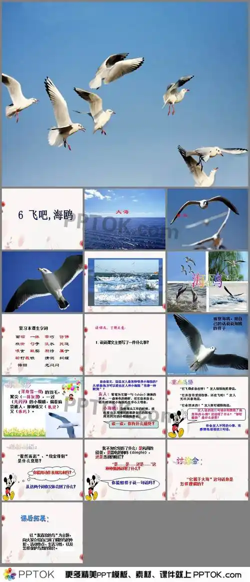 6飞吧海鸥学习介绍课件ppt