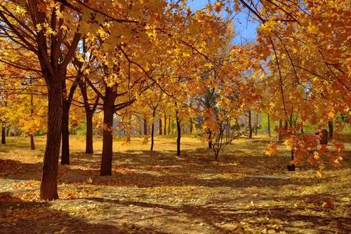 【图片17】秋天的印象--蜂鸟论坛照片套图