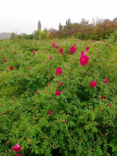 永登苦水玫瑰香飘万家 甘肃"独一份"凤凰网甘肃_凤凰网