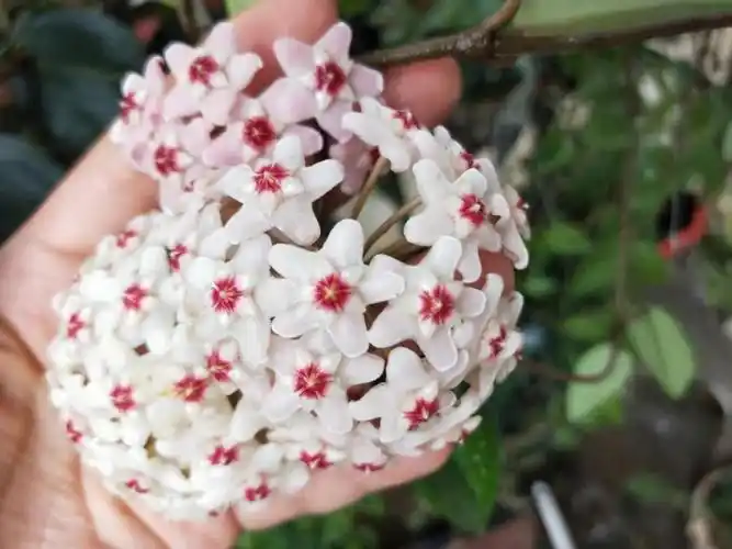 我家里的球兰开花了