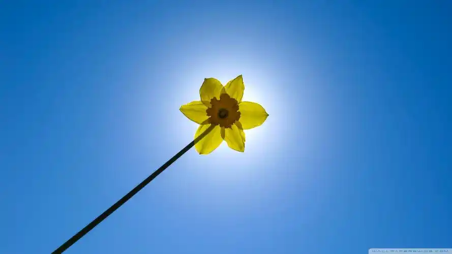 android安卓风景 春意盎然高清手机壁纸免费下载,安心市场-用安卓,要