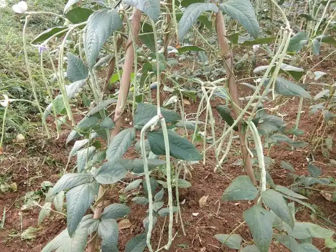 闲置荒地,开辟成 "民心供销"产业帮扶示范田基地,其中种植迟缸豆12亩