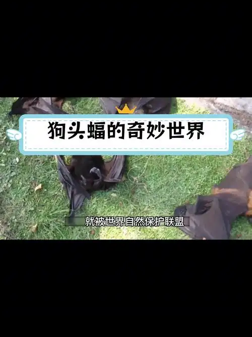 世界上最奇特的蝙蝠:狗头蝠
