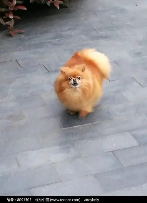 可爱的金色博美犬