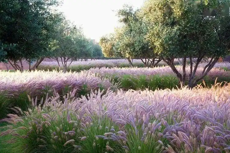 土人设计大片面积的观赏草单一品种往往能呈现颇为震撼的效果