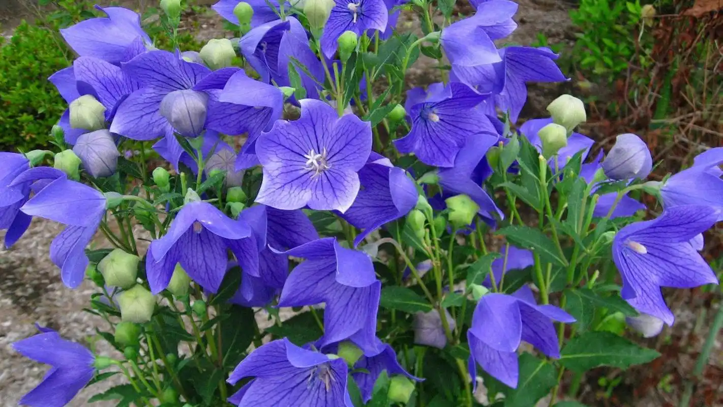 唯美清新桔梗花图片电脑高清桌面壁纸8p下载