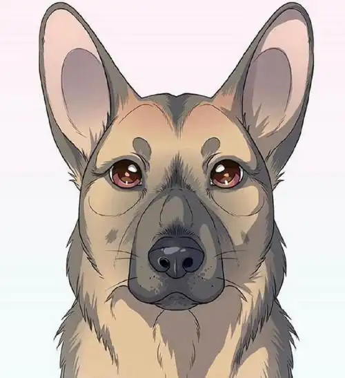 狗头的正面几何教学教你如何画好一只狗狗的正面