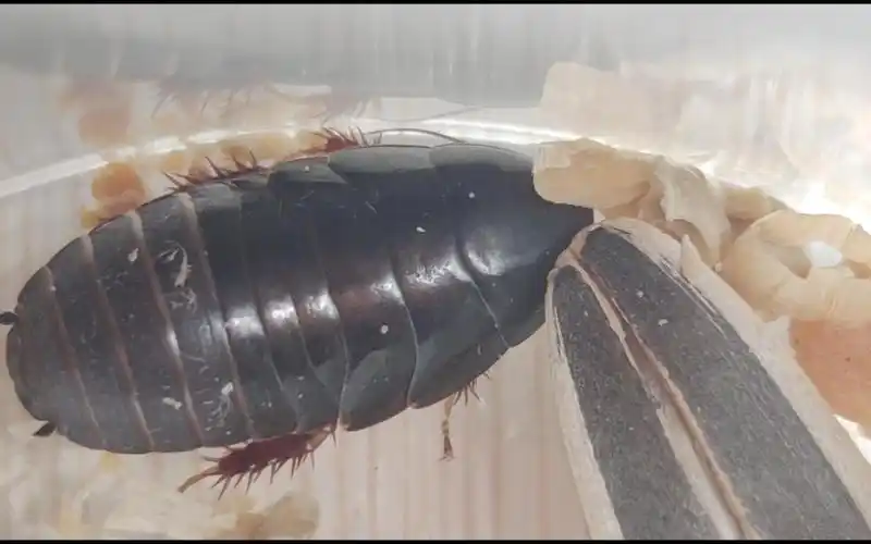 吃零食的大黑虫0704