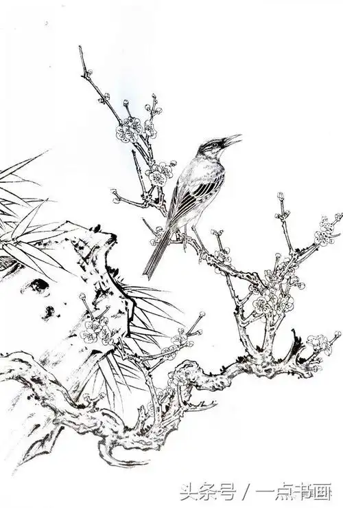 国画素材丨白描梅花画稿