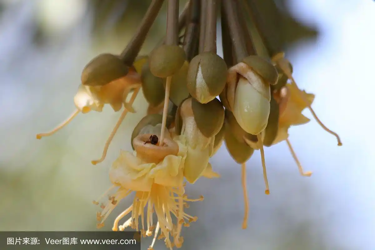 榴莲花长在树枝上.