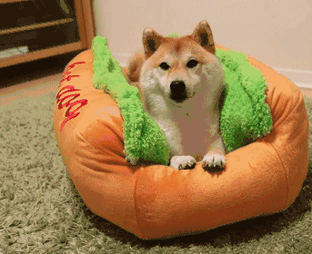 好棒的一个 hot dog