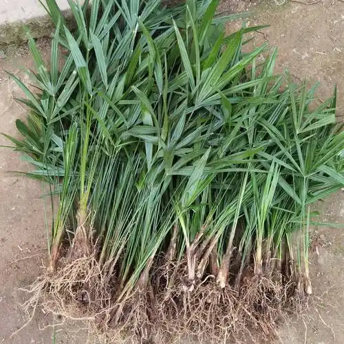 棕树 棕苞苗 棕榈树苗