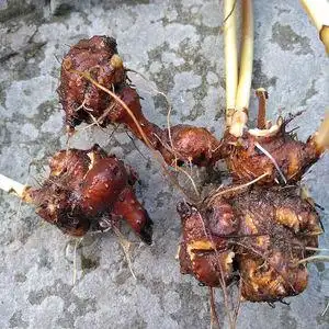 原生金荞麦赤地利野兰荞根苦荞头野荞子荞麦三七野荞麦根现挖现发