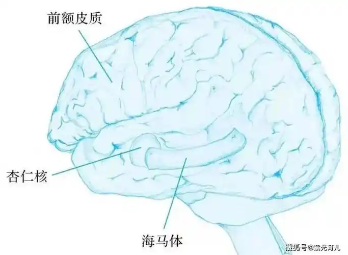 长期遭受言语暴力的儿童,大脑的海马体和胼胝体体积明显缩小.