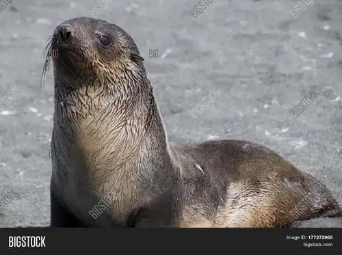 baby fur seal on the beach at gold harbor in south georgia