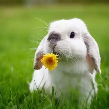 《每日一种动物》《每日一首歌》 一只生活在瑞典的四岁垂耳兔exemple