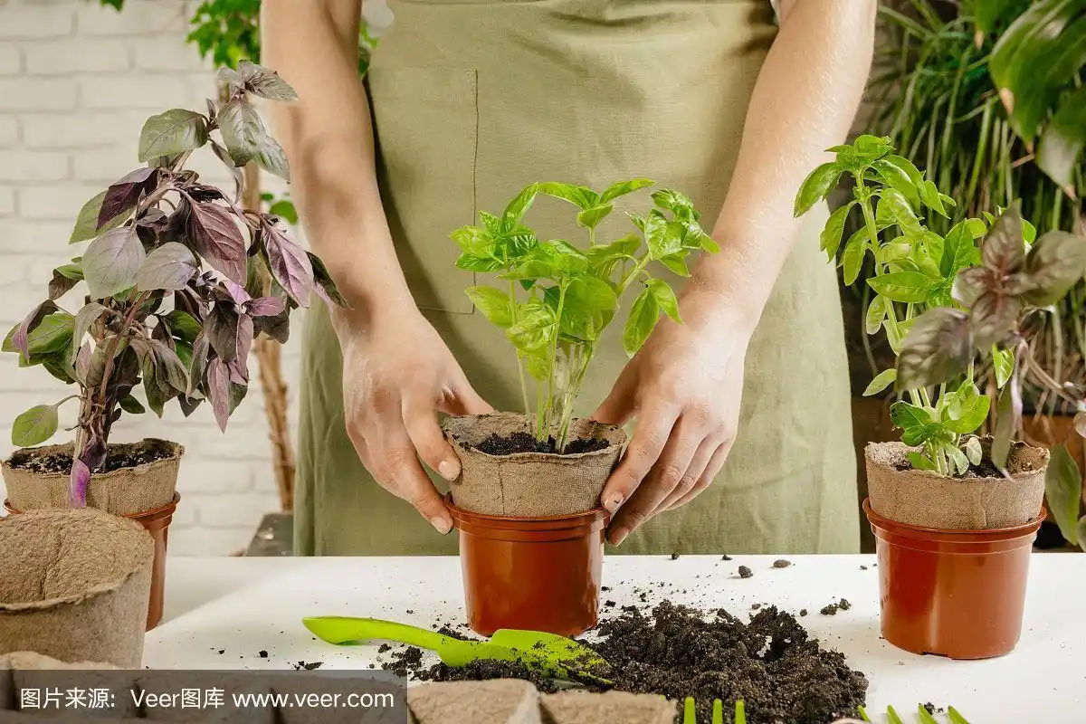 女人的手把一株植物移植到一个新的花盆里