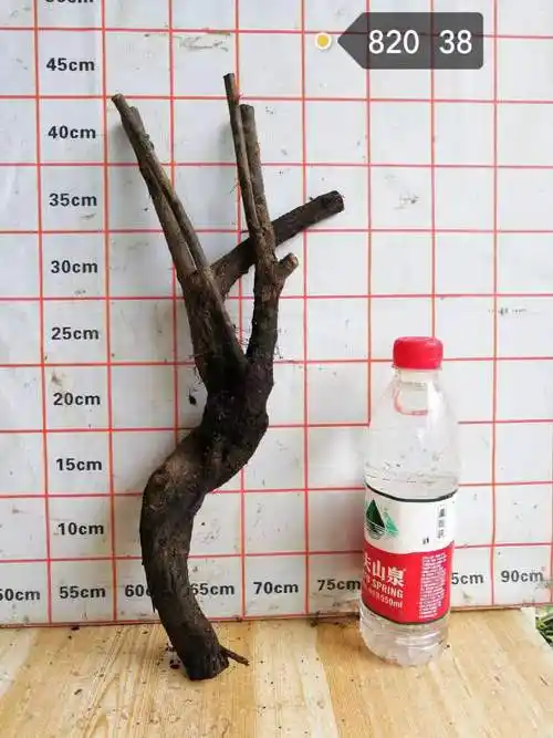 铁包金勾儿茶老树桩盆景乌龙根爬藤类绿