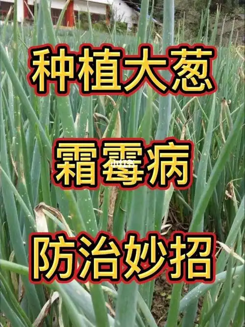 种植大葱霜霉病防治妙招
