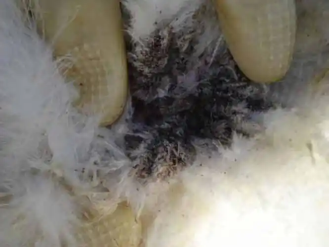 p>剪发虫是一种头螨.