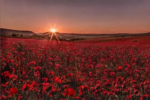 那么保加利亚的玫瑰谷一定是世上最浪漫的地方这条东西长约 130 公里