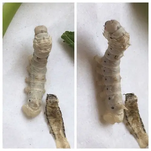 科学实验养蚕记