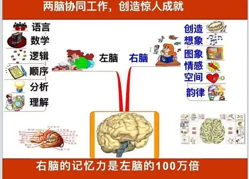 左右脑分工