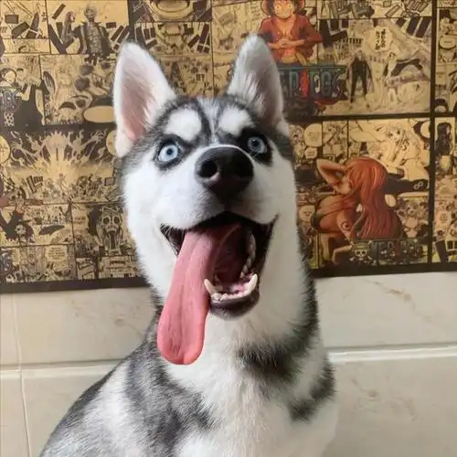 哈士奇长相帅气,蓝色的眼睛也很特别,受到了很多人的喜欢,不过呢,很多