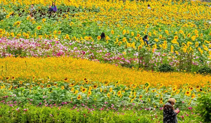 2020年1月1日起湖南省植物园正式免费开放