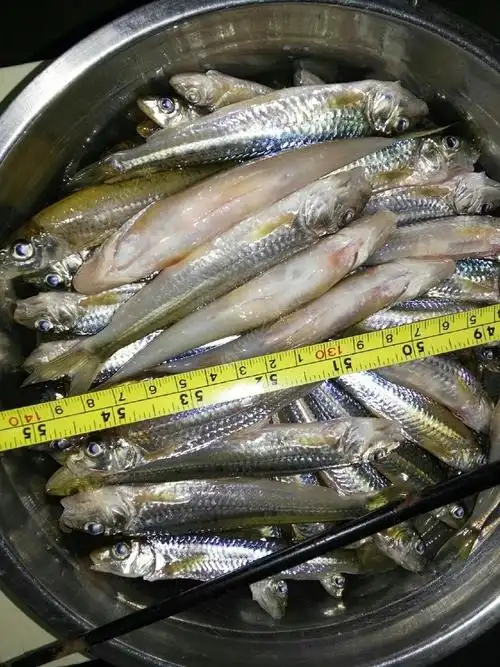 麻古愣子鱼 学名:棒花鱼