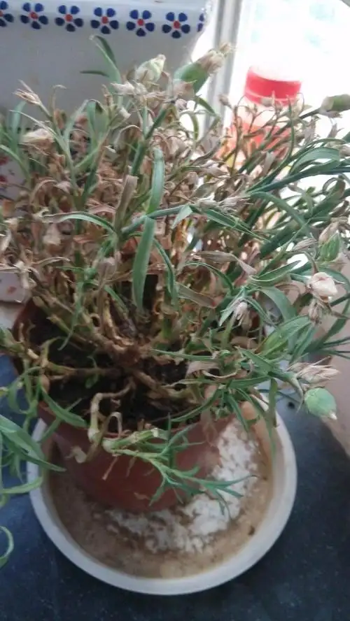 这样的康乃馨 是否还有一线生机