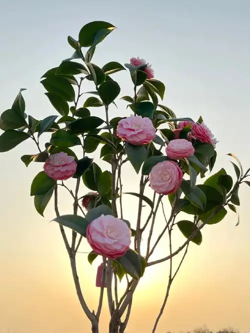 爱不释手的宫粉茶花