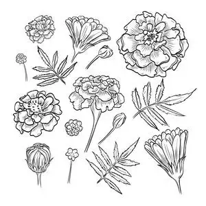 手绘万寿菊图片-手绘万寿菊素材-手绘万寿菊插画-摄图新视界