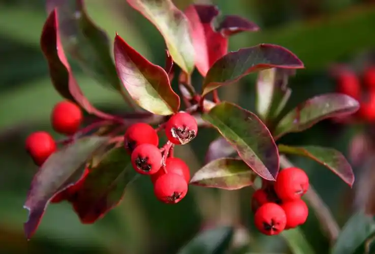 p>滇南红果树(学名: i>stranvaesia oblanceolata  /i>(rehd.