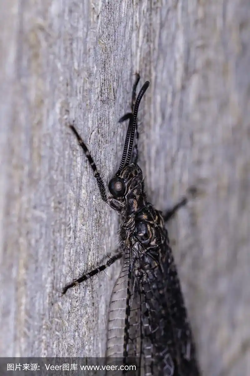 木篱笆上长草的蚁狮