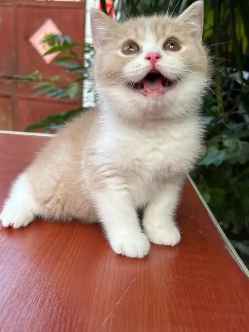 英短猫乳白