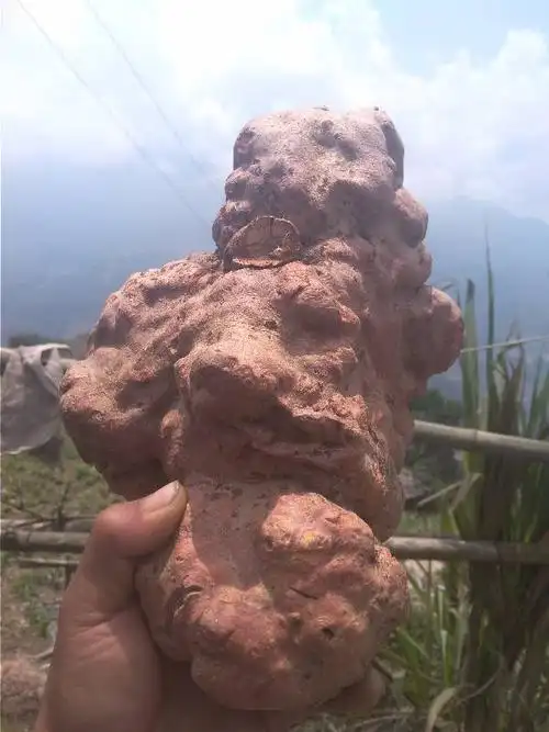 野生何首乌多少钱一斤