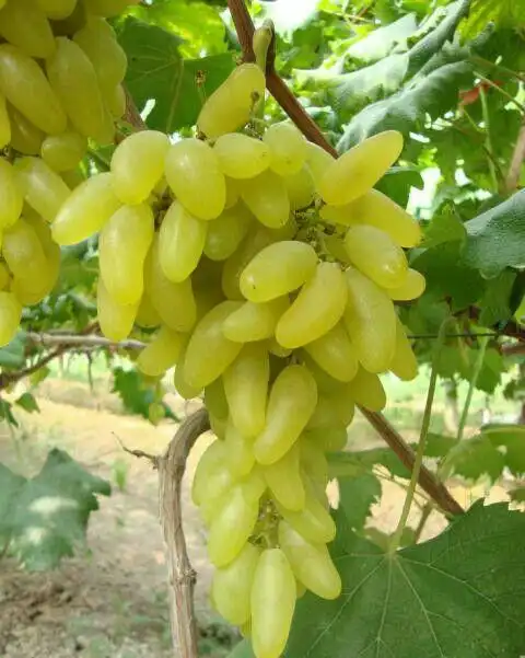 金手指葡萄
