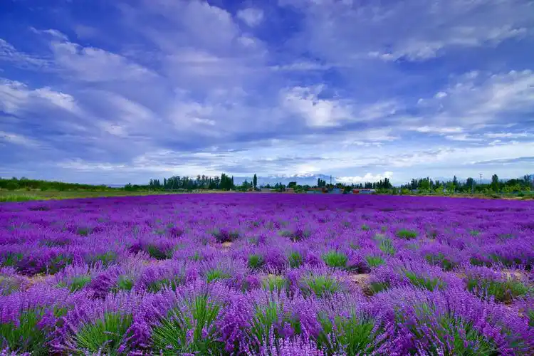 盛开的薰衣草