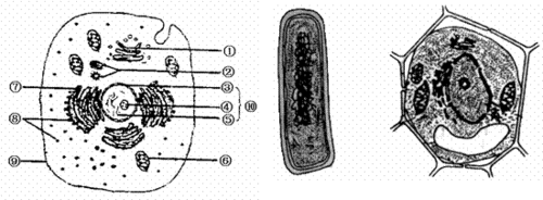 马铃薯细胞结构图马铃薯块茎细胞马铃薯显微结构图马铃薯块茎结构