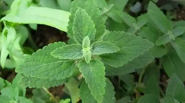 虫草参是一个地地道道的本土植物,它在我国有着丰富的野生资源,无论是