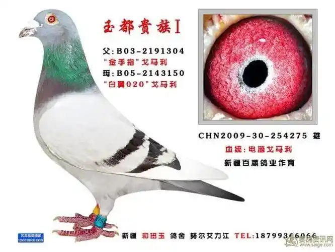 电脑戈马力鸽系 - 抖音