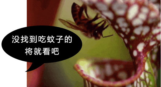 当然这种前提你要会照顾植物不然蚊子还没死猪笼草却先走一步如果不想