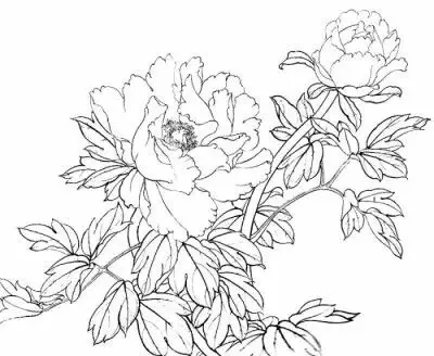 线稿 牡丹