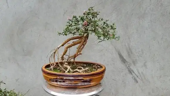 下山桩制作成盆景,精品提根,能成活不容易,你觉得造型如何?