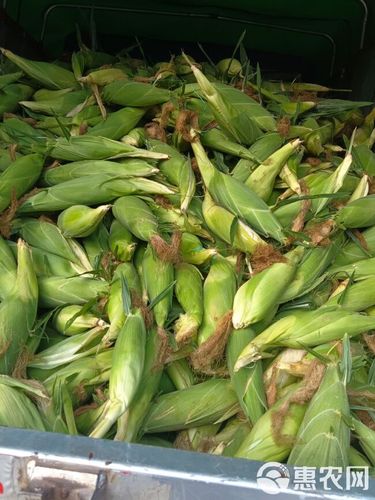 [甜玉米批发]太阳花玉米价格2元/斤 - 惠农网