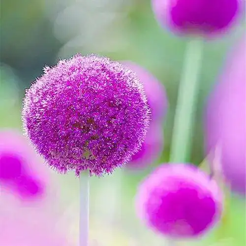 给女人带来好运的微信头像,做生意的女人用什么微信头像招财